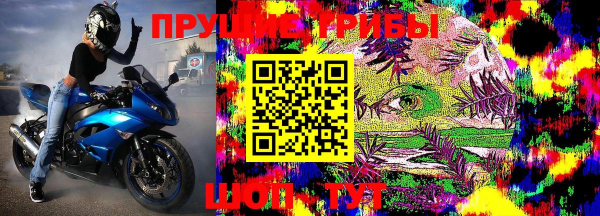 Галлюциногенные грибы Cubensis  Сосновый Бор 