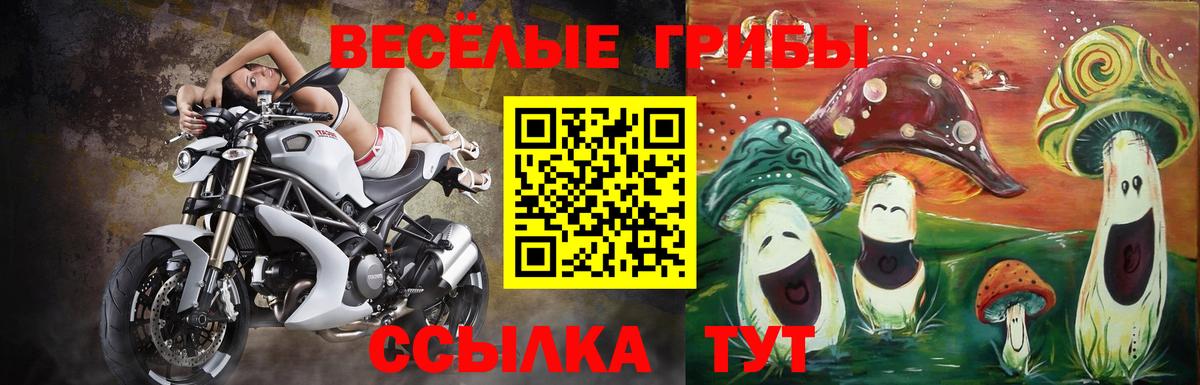 Галлюциногенные грибы Psilocybine cubensis Сосновый Бор